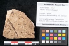Foto (Objekt + Etikett) von Araucaria sternbergii Goeppert (NHMW-GEO-2024-0188-8308)